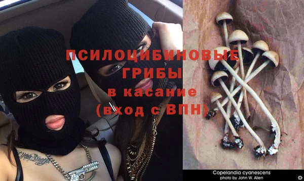 ПСИЛОЦИБИНОВЫЕ ГРИБЫ Покровск