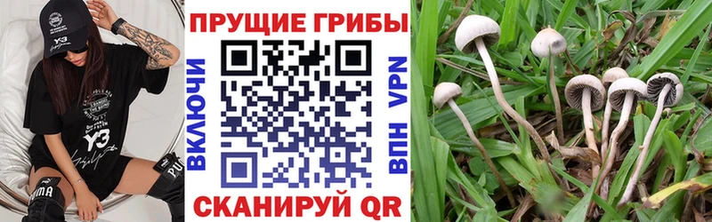 Псилоцибиновые грибы мицелий  купить   Солнечногорск 